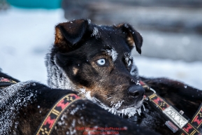 A Jodi Bailey dog is attentive in the morning at the Kaltag checkpoint on Sunday March 13th during the 2016 Iditarod.  Alaska    Photo by Jeff Schultz (C) 2016  ALL RIGHTS RESERVED