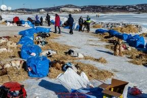 Teams rest and sleep on straw in the sun at the Unalakleet checkpoint on Sunday March 13th during the 2016 Iditarod.  Alaska    Photo by Jeff Schultz (C) 2016  ALL RIGHTS RESERVED