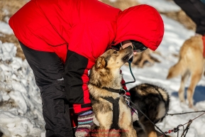 Volunteer Vet Sara Phipps examines a Richie Diehl dog at the Unalakleet checkpoint on Sunday March 13th during the 2016 Iditarod.  Alaska    Photo by Jeff Schultz (C) 2016  ALL RIGHTS RESERVED