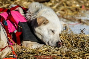 A Kelly Maixner dog sleeps in the sun at the Unalakleet checkpoint on Sunday March 13th during the 2016 Iditarod.  Alaska    Photo by Jeff Schultz (C) 2016  ALL RIGHTS RESERVED
