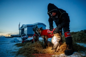 Volunteer vet James Kenyon examines a Laura Neese dog shortly after she arrived at the Kaltag checkpoint during the 2017 Iditarod on Monday morning March 12, 2017.Photo by Jeff Schultz/SchultzPhoto.com  (C) 2017  ALL RIGHTS RESERVED