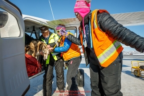 Volunteer dropped dog handlers Liz Millman and Misty Elom take dogs out of pilot Mike Swalling's plane at the Unalakleet checkpoint during the 2017 Iditarod on Monday afternoon  March 12, 2017.Photo by Jeff Schultz/SchultzPhoto.com  (C) 2017  ALL RIGHTS RESERVED