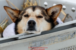 Aliy Zirkle's lead dogs Dutch rests in his kennel in Nome shortly after completing the 2019 Iditarod on Wednesday March 13Photo by Jeff Schultz/  (C) 2019  ALL RIGHTS RESERVED