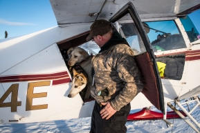 The Iditarod Air Force, flying all the dropped dogs in Cripple safely back to Anchorage, March 13, 2020.