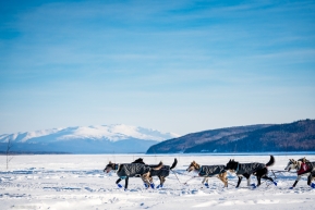Jessie Royer's team is the first onto the Yukon River for the 2020 Iditarod on March 13th in Ruby, AK.