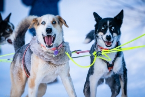 Excited dogs ready to park in Ruby, Alaska on March 13, 2020.