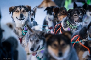 Excited dogs ready to park in Ruby, Alaska on March 13, 2020.