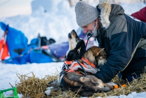 Veterinarians getting extra affection from some dogs during vet checks on March 13, 2020 in Ruby, Alaska.
