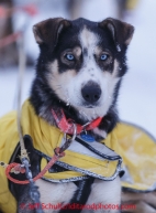 Mats Pettersson dog portrait at the finish line in Nome on Thursday March 13 during the 2014 Iditarod Sled Dog Race.PHOTO (c) BY JEFF SCHULTZ/IditarodPhotos.com -- REPRODUCTION PROHIBITED WITHOUT PERMISSION