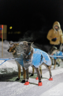 Paige Drobny's Dogs in Ruby