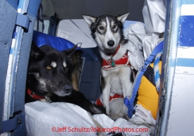 Wednesday March 14, 2012   Dropped dogs are brought in on volunteer pilot Jerry Wortley's Cessna 185 to Nome. Iditarod 2012.