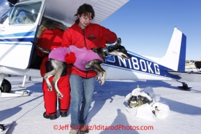 Wednesday March 14, 2012   Volunteer Melissa Owens takes out a dropped dog from volunteer pilot Jerry Wortley's Cessna 185 to Nome. Iditarod 2012.