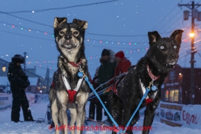 Charlie Benja dog in the Nome finish chute Friday March 14 during the 2014 Iditarod Sled Dog Race.PHOTO (c) BY JEFF SCHULTZ/IditarodPhotos.com -- REPRODUCTION PROHIBITED WITHOUT PERMISSION