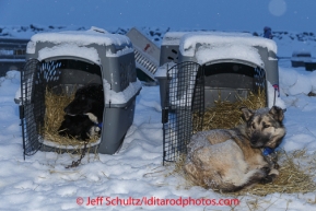Dogs sleep in their kennel in the dog lot on Friday March 14 during the 2014 Iditarod Sled Dog Race.PHOTO (c) BY JEFF SCHULTZ/IditarodPhotos.com -- REPRODUCTION PROHIBITED WITHOUT PERMISSION