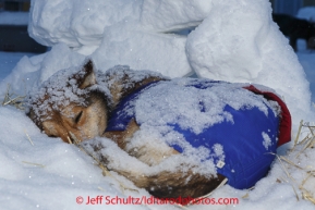 Karin Hendrickson dogs sleep during a snowfall in the Nome dog lot with snow blocks piled as a windbreak on Friday March 14 during the 2014 Iditarod Sled Dog Race.PHOTO (c) BY JEFF SCHULTZ/IditarodPhotos.com -- REPRODUCTION PROHIBITED WITHOUT PERMISSION