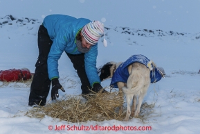 Amanda Johnson fluffs up the straw bed of dogs sleeping in the Nome dog lot on Friday March 14 during the 2014 Iditarod Sled Dog Race.PHOTO (c) BY JEFF SCHULTZ/IditarodPhotos.com -- REPRODUCTION PROHIBITED WITHOUT PERMISSION