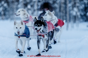 Marcelle Fressineau runs on the trail a few miles before the Huslia checkpoint on Saturday  March 14, 2015 during Iditarod 2015.  (C) Jeff Schultz/SchultzPhoto.com - ALL RIGHTS RESERVED DUPLICATION  PROHIBITED  WITHOUT  PERMISSION