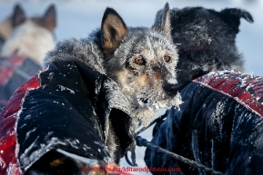 An Anna Berington dog is frosted up after 40 below zero run into the Huslia checkpoint on Saturday  March 14, 2015 during Iditarod 2015.  (C) Jeff Schultz/SchultzPhoto.com - ALL RIGHTS RESERVED DUPLICATION  PROHIBITED  WITHOUT  PERMISSION