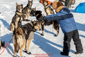 A young Elim student pets Pete Kaiser dogs at the Elim checkpoint on Monday March 14th during the 2016 Iditarod.  Alaska    Photo by Jeff Schultz (C) 2016  ALL RIGHTS RESERVED