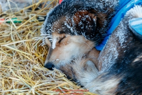 A Robert Redington dog sleeps at the Koyuk checkpoint during the 2017 Iditarod on Tuesday morning March 12, 2017.Photo by Jeff Schultz/SchultzPhoto.com  (C) 2017  ALL RIGHTS RESERVED