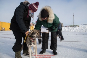 Vet tech Megan Hackman holds a Ray Redington Jr. dog as chief veterinarian Stu Nelson examines the dog during the Leonnard Seppala Humanitarian award review in the Nome dog lot on Wednesday March 14th during the 2018 Iditarod Sled Dog Race.  Photo by Jeff Schultz/SchultzPhoto.com  (C) 2018  ALL RIGHTS RESERVED