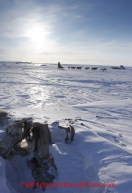 Thursday March 15, 2012  Jodi Bailey just inland from the sea ice of the Bering Sea nearing the finish in Nome. Iditarod 2012.