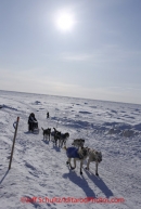 Thursday March 15, 2012   Rookie Anjanette Steer runs up the bank from the Bering Sea on her way into Nome.  Iditarod 2012.