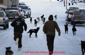 Thursday March 15, 2012   Martin and Rohn Buser 's dogs run free from the finish line down to their Nome-home on Front street after their finish. Iditarod 2012.