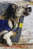 Thursday March 15, 2012   A Brent Sass dog sleeps on straw in his dog kennel in the dog lot in Nome. Iditarod 2012.