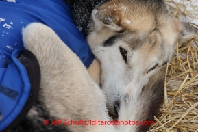 A dog sleeps in the dog lot in Nome on Saturday March 15 during the 2014 Iditarod Sled Dog Race.PHOTO (c) BY JEFF SCHULTZ/IditarodPhotos.com -- REPRODUCTION PROHIBITED WITHOUT PERMISSION