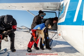 Volunteer pilot Greg Fischer loads a dropped dog at the Kaltag checkpoint on the afternoon of Sunday  March 15, 2015 during Iditarod 2015.  (C) Jeff Schultz/SchultzPhoto.com - ALL RIGHTS RESERVED DUPLICATION  PROHIBITED  WITHOUT  PERMISSION