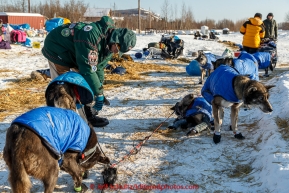 Volunteer vet Caroline Griffits examines dogs at the Koyukuk checkpoint on the afternoon of Sunday  March 15, 2015 during Iditarod 2015.  (C) Jeff Schultz/SchultzPhoto.com - ALL RIGHTS RESERVED DUPLICATION  PROHIBITED  WITHOUT  PERMISSION