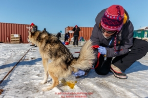 Holly Holman, a P-team, helper collects urine for drug analysis at the dog lot in Nome on Tuesday March 15th during the 2016 Iditarod.  Alaska    Photo by Jeff Schultz (C) 2016  ALL RIGHTS RESERVED