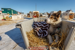 An Aliy Zirkle dog, Chemo, rests in the sun in the dog lot in Nome on Tuesday March 15th during the 2016 Iditarod.  Alaska    Photo by Jeff Schultz (C) 2016  ALL RIGHTS RESERVED