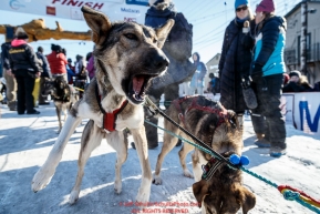 A Jeff King dog is still very eager to run after finishing the Iditarod in the Nome finish chute on Tuesday March 15th during the 2016 Iditarod.  Alaska    Photo by Jeff Schultz (C) 2016  ALL RIGHTS RESERVED