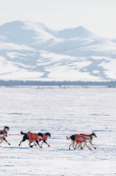 Rohn Buser's Team Arriving Unalakleet