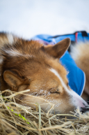 2026 Unalakleet Checkpoint