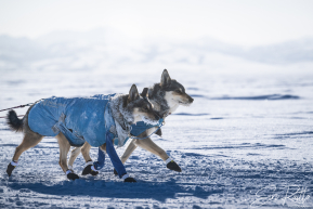2026 Unalakleet Checkpoint