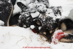 Sled dogs sleep at the Unalakleet checkpoint on Monday March 16, 2015 during Iditarod 2015.  (C) Jeff Schultz/SchultzPhoto.com - ALL RIGHTS RESERVED DUPLICATION  PROHIBITED  WITHOUT  PERMISSION