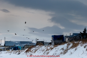 Ravens hover in the 35 mph winds over the Unalakleet checkpoint in the morning on Monday March 16, 2015 during Iditarod 2015.  (C) Jeff Schultz/SchultzPhoto.com - ALL RIGHTS RESERVED DUPLICATION  PROHIBITED  WITHOUT  PERMISSION