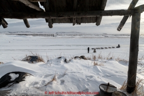 Hugh Neff runs up the sloug, framed by a fish shack, as he arrives at the Unalakleet checkpoint on Monday March 16, 2015 during Iditarod 2015.  (C) Jeff Schultz/SchultzPhoto.com - ALL RIGHTS RESERVED DUPLICATION  PROHIBITED  WITHOUT  PERMISSION