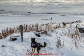 Local sled dogs greet Mats Pettersson as he arrives on the slough at the Unalakleet checkpoint on Monday March 16, 2015 during Iditarod 2015.  (C) Jeff Schultz/SchultzPhoto.com - ALL RIGHTS RESERVED DUPLICATION  PROHIBITED  WITHOUT  PERMISSION