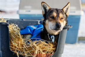 A dog from the Mitch Seavey team rests in the dog lot in Nome after they completed the 2017 Iditarod on Thursday March 16, 2017.Photo by Jeff Schultz/SchultzPhoto.com  (C) 2017  ALL RIGHTS RESERVED