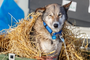 A dog from the Mats Pettersson team wakes up from under a bed of straw as it rests in the dog lot in Nome after they completed the 2017 Iditarod on Thursday March 16, 2017.Photo by Jeff Schultz/SchultzPhoto.com  (C) 2017  ALL RIGHTS RESERVED