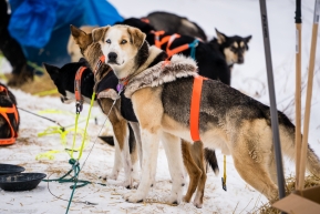 Joar Leifseth Ulsom's lead dog staying on alert in Kokuk on March 16, 2020.