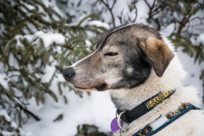 One of Brent Sass's dogs take a quick nap while standing in the line on March 17, 2020 in Koyuk.