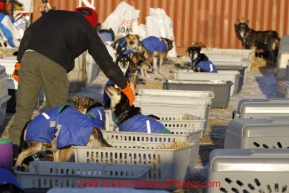 Saturday March 17, 2012    Karin Hendrickson 's husband Varan Hoyt pets their dogs as he feeds them in the dog lot at Nome. Iditarod 2012.