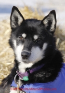 Saturday March 17, 2012   A Matt Giblin dog rests in the dog lot in Nome. Iditarod 2012.