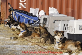 Saturday March 17, 2012    Anna Berington dogs rest in the warm sun on straw at the dog lot in Nome. Iditarod 2012.