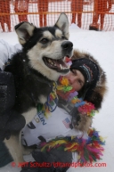 Christine Roalofs who finished in last place and winner of the Red Lantern Award gives her lead dog a big hug on Front Street in Nome.  Iditarod Sled Dog Race 2013Photo by Jeff Schultz copyright 2013 DO NOT REPRODUCE WITHOUT PERMISSION